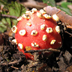 Amanita parcivolvata 'Ringless False Fly Agaric'